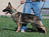 german shepherd dog Liv