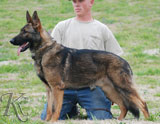 german shepherd dog Luke