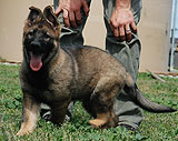 german shepherd  puppy Lupo