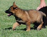 german shepherd puppy Magik