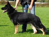 German Shepherd female Mascha