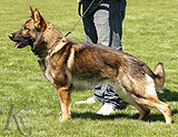 personal protection german shepherd dog for sale
