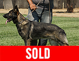 trained personal protection german shepherd dog for sale