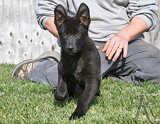 german shepherd puppy Minas