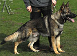 german shepherd  dog  Murphy