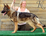 german shepherd  dog  Nadua
