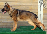 german shepherd  dog  Neck
