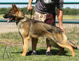 trained German Shepherd  dog for sale
