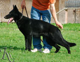 german shepherd  puppy Olex