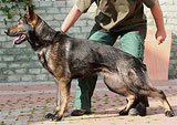 German Shepherd female Oxi