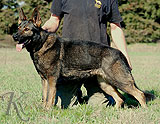 german shepherd dog Ozi