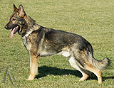 German Shepherd Nero