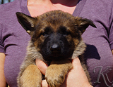 german shepherd puppy for sale