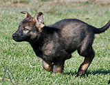 german shepherd puppy Qillem
