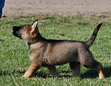 german shepherd puppy Qiller
