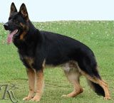 german shepherd  dog  Quanto