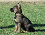 german shepherd puppy Quila