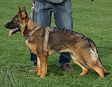 trained personal protection german shepherd dog for sale