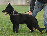 german shepherd puppy / young adult
