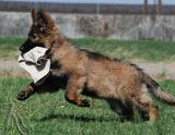 german shepherd puppy Saffron