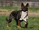 german shepherd puppy Sage