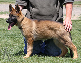 german shepherd dog Sami