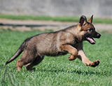 german shepherd puppy Sanuk