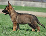 german shepherd puppy Sargus