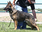 German Shepherd dog  Sasko