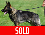 AKC registered trained personal protection german shepherd dog for sale