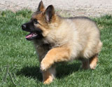 german shepherd puppy Shakira