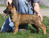 german shepherd dog Simi