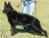 German Shepherd dog  Skotch