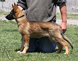 german shepherd dog Sybil
