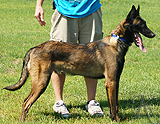 trained personal protection belgian malinois dog for sale