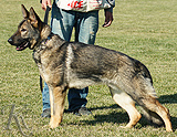 German Shepherd Nero