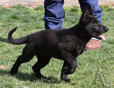 german shepherd puppy Vania