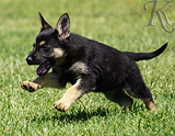 german shepherd puppy for sale