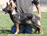 german shepherd puppy Vega