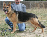 german shepherd dog Vera