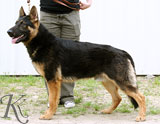 german shepherd  dog  Walter