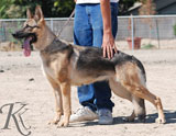 german shepherd WARA od Policie Ceske republiky