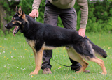 personal protection german shepherd dog for sale