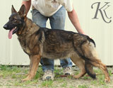 german shepherd  dog  Willis