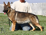 german shepherd dog Willow