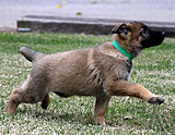 german shepherd puppy Xacha