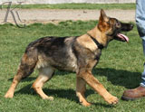 german shepherd puppy Xamba