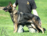 german shepherd dog Xadie