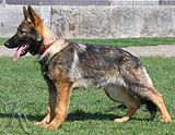 german shepherd puppy Xonja