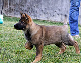 german shepherd puppy Yari